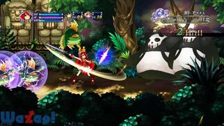 �A���J�f�B�A�X�̐�P�̉摜