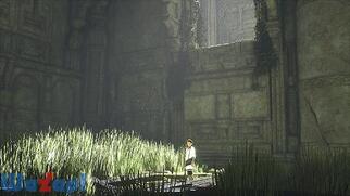 �l�򂢂̑�h�g���R�̉摜