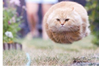 宙に浮く猫