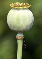 �g���_�`�R���N�V���� �V�����̉摜