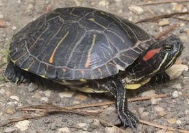 �g���_�`�R���N�V���� �V�����̉摜