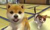 nintendogs + cats gCEv[h & NewtỶ摜